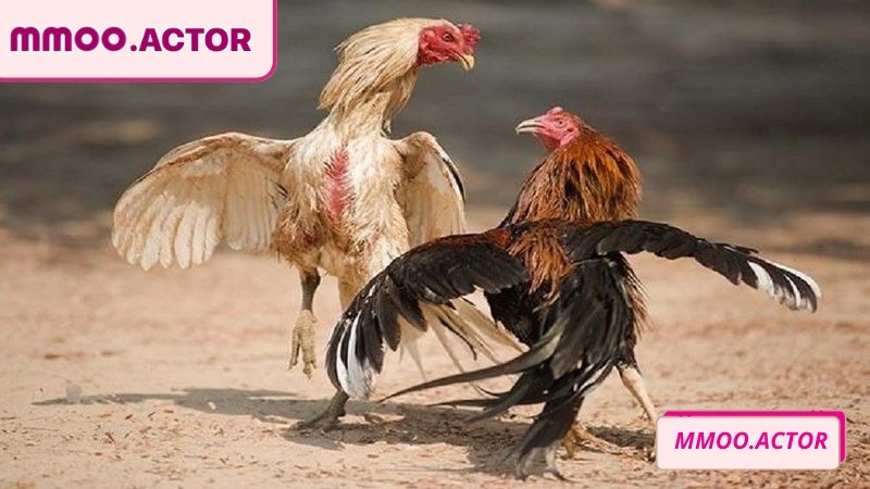 Cựa sắt diễn ra với tốc độ cao, đầy kịch tính